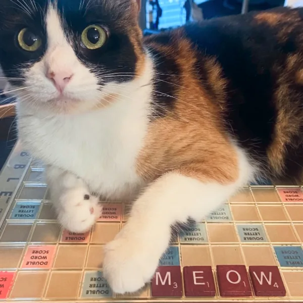 Arwen Cat About Page Photo