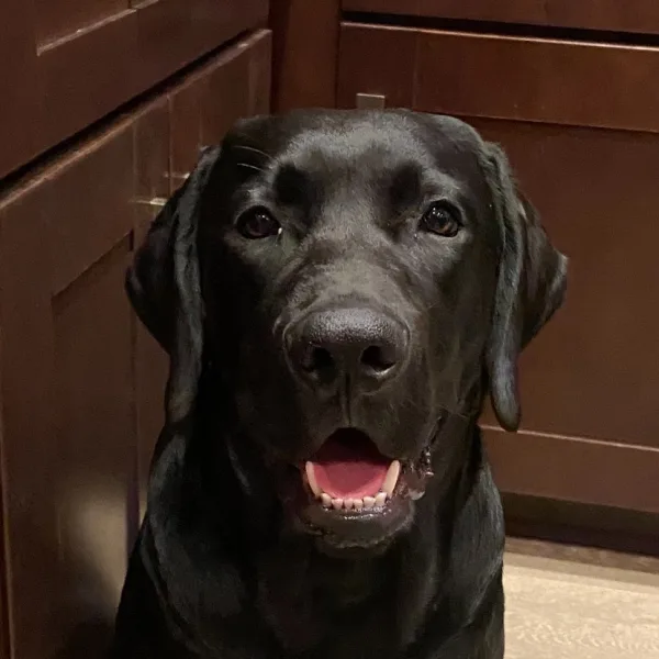Atlas Dog About Page Photo