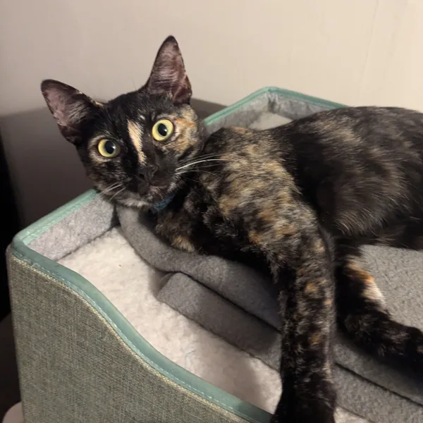 Cilantro Cat About Page Photo