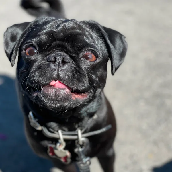 Crosby Dog About Page Photo