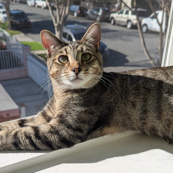 Garbanzo Cat About Page Photo