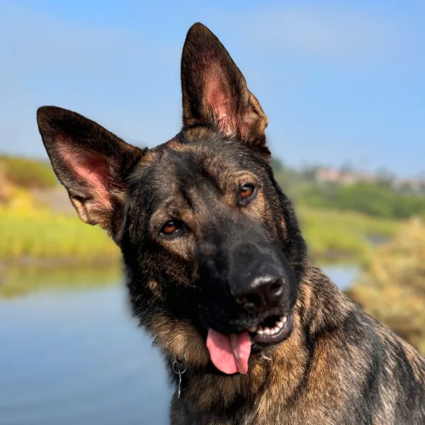 Getzy Dog About Page Photo