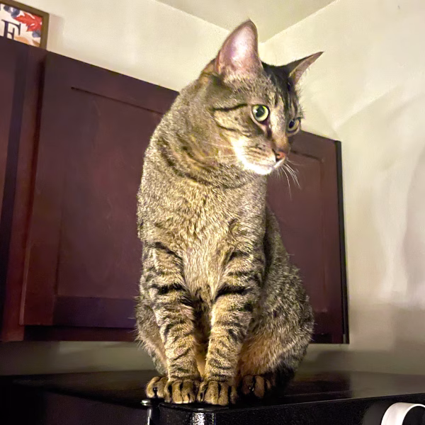 Milo Cat About Page Photo