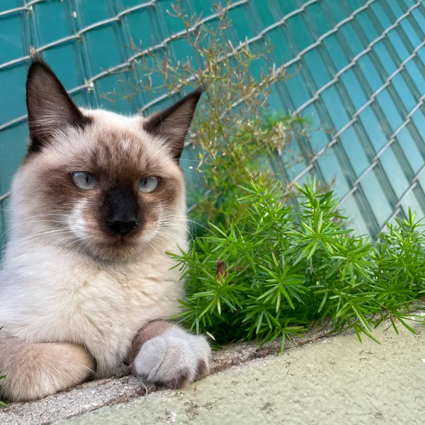 Mimi Cat About Page Photo