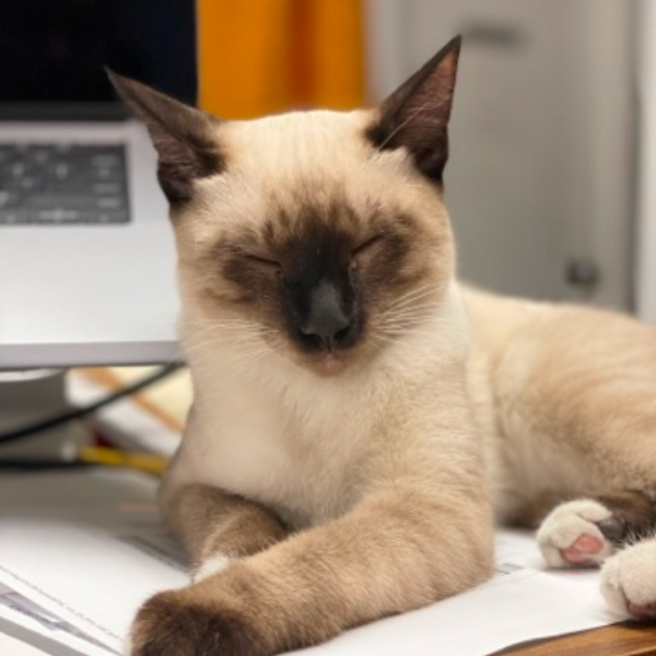 Mumu Cat About Page Photo