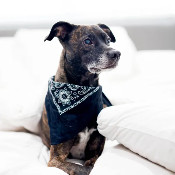 Penny Dog About Page Photo