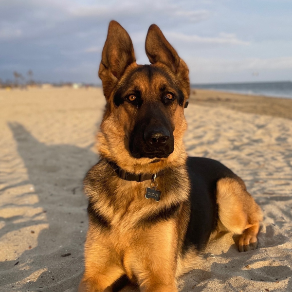 Scout Dog About Page Photo