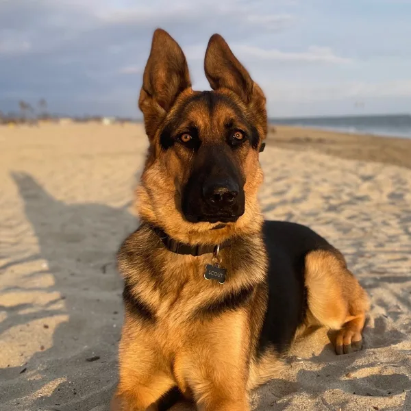 Scout Dog About Page Photo