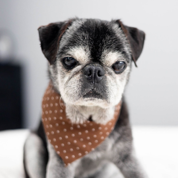 Teemu Dog About Page Photo